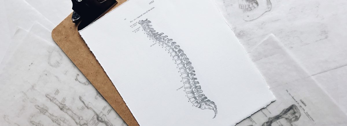 Kręgosłup spine body anatomy